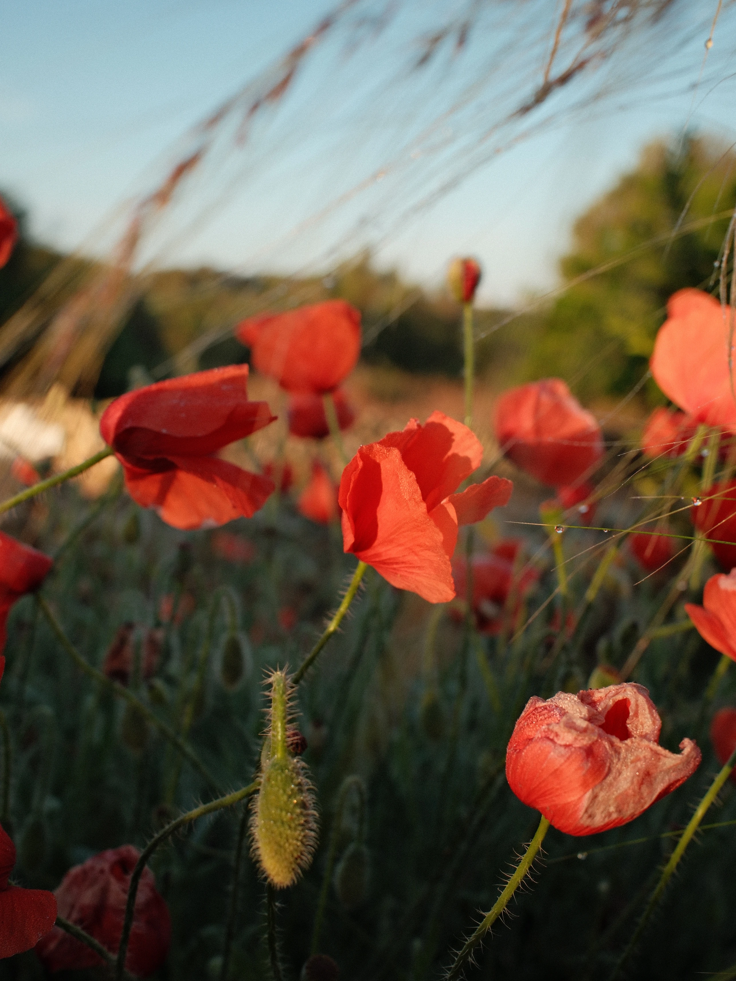 Olea Figue photography