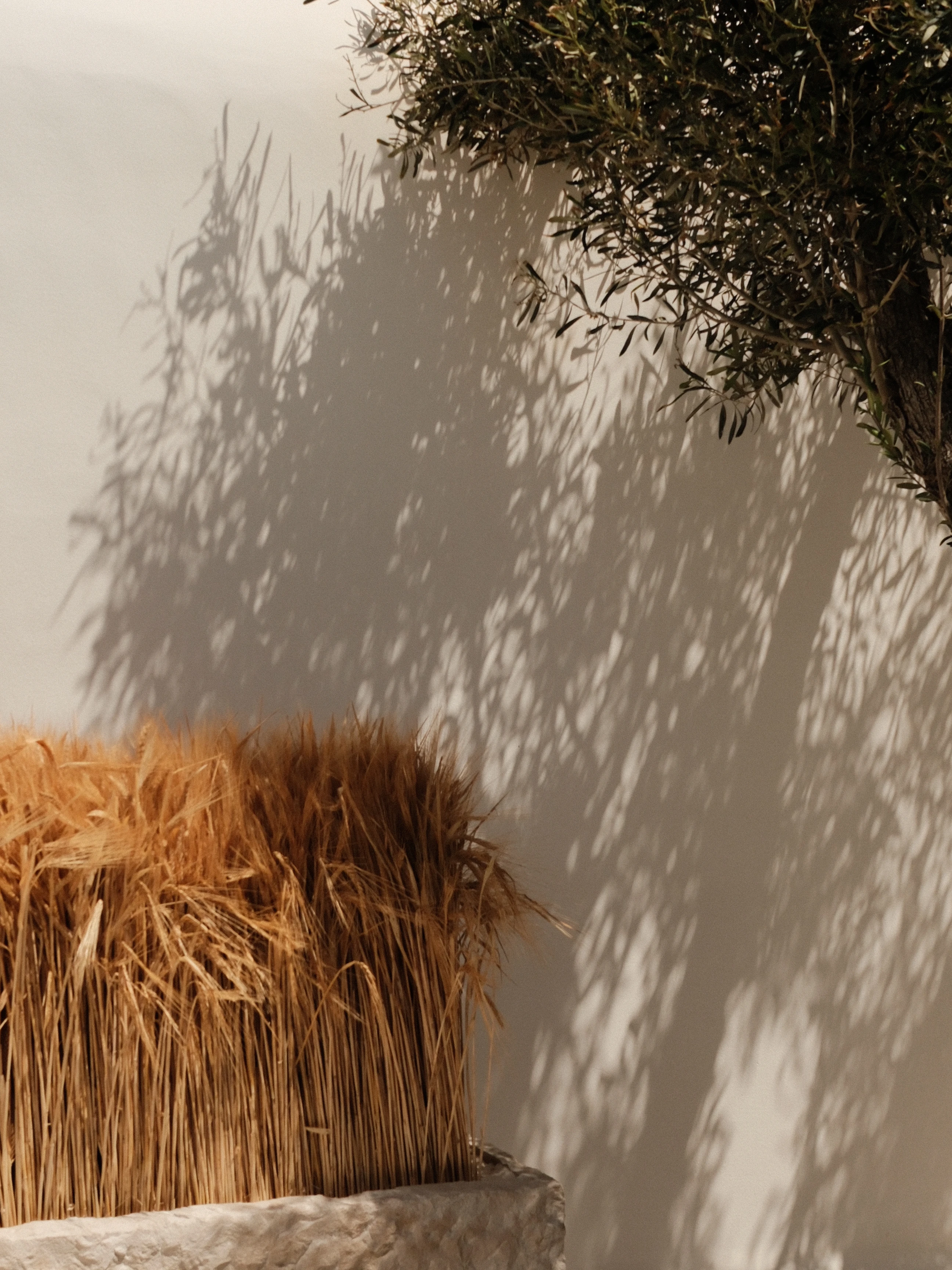 Olea Figue photography
